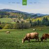 splash ecobeef